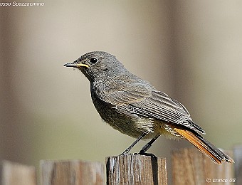 Animali 306